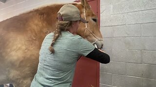 We were not expecting him to be in this condition! Update on the newest Rescued Belgian Draft horse