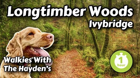 Longtimber Woods Ivybridge Dartmoor | 1hr Virtual Dog Walk | Riverside Walks