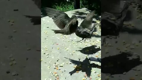 Adorable Fledgling Sunning Itself #Shorts 😍