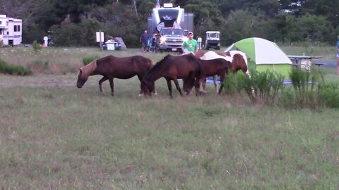 Guy Throwing Water On The Horses At Assateague Island National Park Campsite.