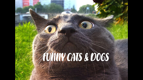 Funny cats-Funny dogs