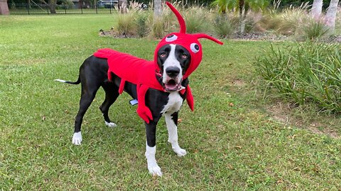 Great Dane tries to eat claw off her lobster Halloween costume
