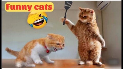 Cute Cats Funny moments 2023