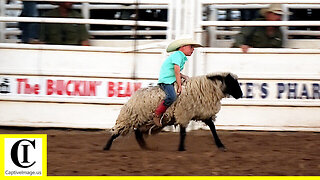 Mutton Bustin' 🦙 2022 Saint's Roost Ranch Rodeo | Friday