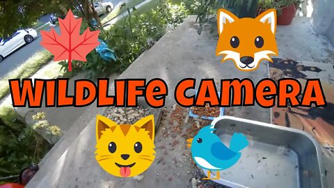 Fall Wildlife And Feral Cat Live Camera! 🍁🦊