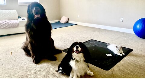 Newfy, Cavalier, & Ragdoll Family Picture Attempt Goes Wrong