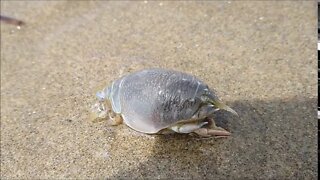 Crustacean Crawlies at the Beach A Delightful Day at the Oregon Coast With Various Mole Crabs