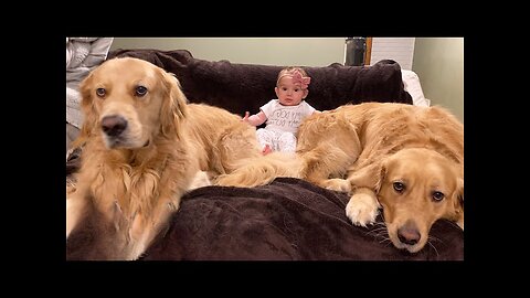 Dog Brothers Claim Newborn Baby Sister As Their Own |