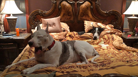 Two Great Danes take over King Size Bed
