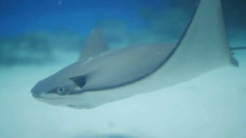 Stingray swimming in an aquarium Underwater world