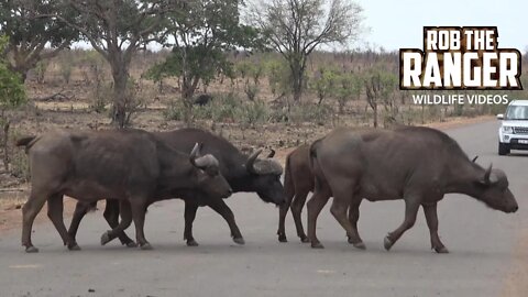 Buffalo Herd Crosses The Road | Kruger National Park