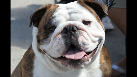 5 Reasons Why BULLDOGS are the BEST