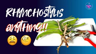 LAST DITCH attempt Set Up CHANGE | Rhynchostylis ANYTHING does NOT grow well in my climate😕
