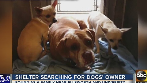 Four-legged friends trying to find furr-ever home, together