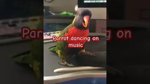 Beautiful Parrot Dancing #parrotshorts #youtubeshorts #music