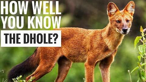 Dhole || Description, Characteristics and Facts!