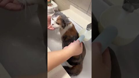 你见过洗澡这么乖的小猫咪吗
