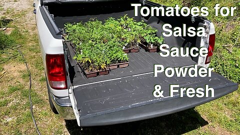 DIY Tomato and Other Garden Starts