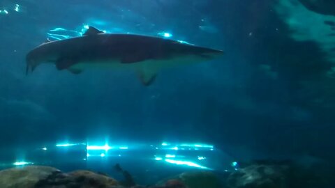 Moving sidewalk in Ripley's Aquarium 2019