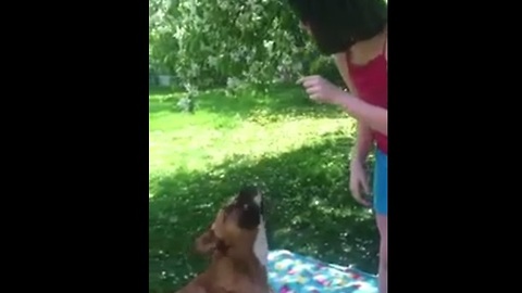 Funny dog chomps away at dandelion fluff