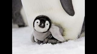 Astounding Emperor Penguins