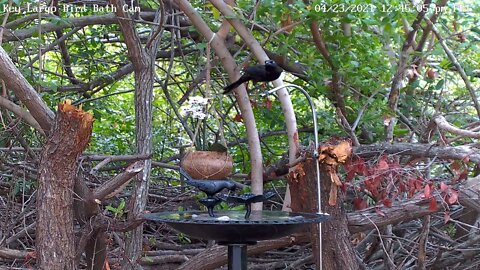 One legged grackle visits