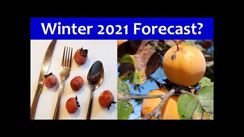 Persimmons Winter 2021 Weather Prediction Is...