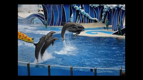 Picture perfect dolphin show