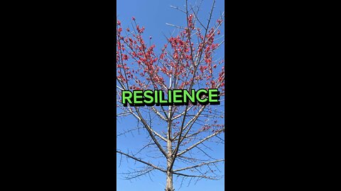 RESILIENCE