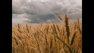 1ST END_TIME PARABLE - The Wheat and the Tares