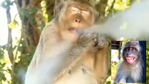 collection of funny monkey videos | animals