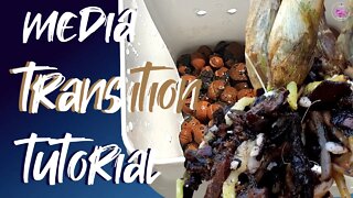 Orchid Media Transition | Full Tutorial | Watch this if switching media in pots #Organic #Inorganic