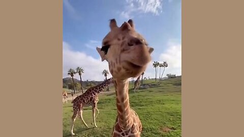 Giraffe's Friendly Encounter 🦒🎶: A Heartwarming Moment with Nature's Towering Friend