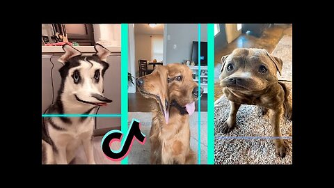 Ultimate Baby Dogs - Cute And Funny Dog Videos Compilation #Shorts