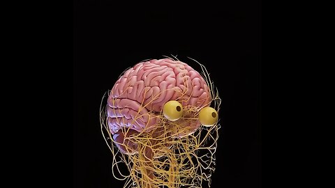 How our nervous system looks like