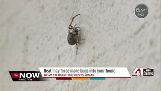 Heat may force more bugs into your home