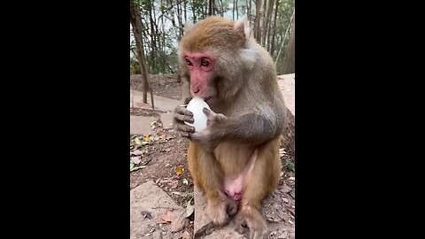Monkey eating boiled Eggs 😅 ||