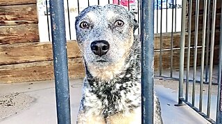 Trucker’s Dog Goes to JAIL!! Why Did You Do It ZIPPY BLUE HEELER?!?! OTR CDL Truck Driver Criminal Australian Cattle Dog