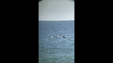 First whale sighting of 2023 ￼