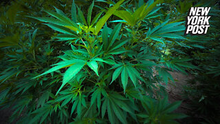 Some marijuana compounds can block coronavirus from entering cells: study