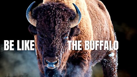 The Powerful Life Lesson The Buffalo Teaches Us | INSPIRED 2022