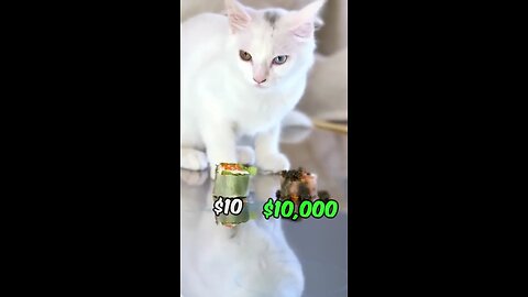 Feeding a cat 10 Dollars vs 10000 Dollars Sushi___!!