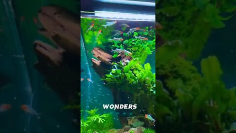 Fish 🐠 Life in Aquarium 🐟🐬🦈🐡#seacreature#nature#beautiful#wonders#wow#sea#shorts