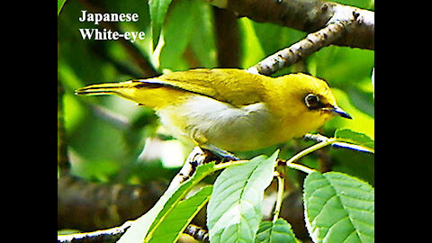 Japanese White-eye bird video