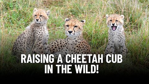 Discover How Cheetah Moms Raise Their Adorable Cubs in the African Savanna!