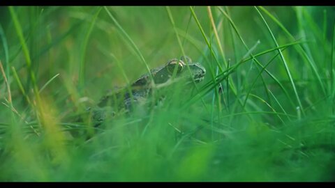 Close up frog in the wild hid among leaves and sticks Macro shooting