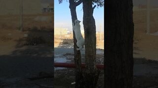 Rosy the Cat Climbing Tree fast - Funny and Cute Cat Video