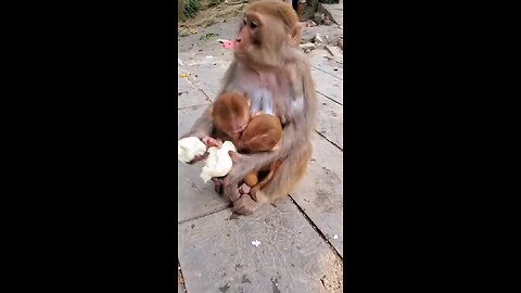 Mother of 2 Baby Monkeys Doesn’t share food with them :(