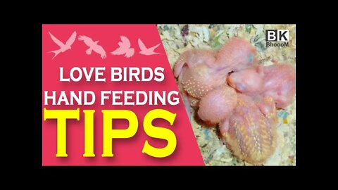 Love Birds Hand Feeding Tips | Malayalam | BkBhoooM
