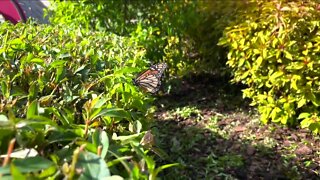 Conservation efforts underway in Lakeland to help restore Monarch butterfly population